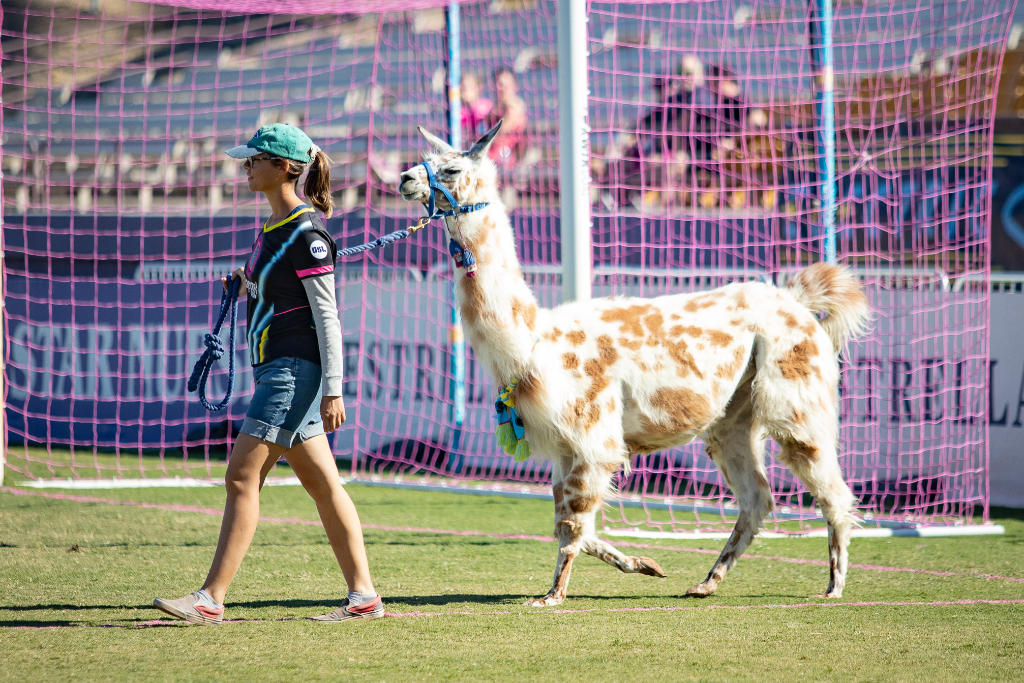 Since the team's inception, Lights have used live llamas as mascots of the club.